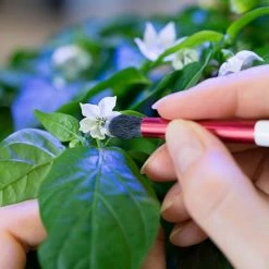 Budget ๐ Veritable Pollination Brush ๐ฅ 7 Budget ๐ Veritable Pollination Brush ๐ฅ -HOME popular shop VG A ACC PIN 0097 0 Veritable Pollination Brush 2