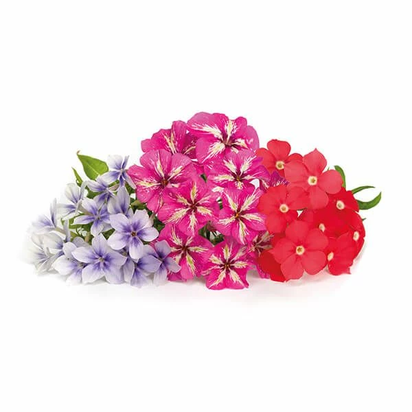 Budget ๐ฏ Veritable Edible Phlox Lingot ๐คฉ 4 Budget ๐ฏ Veritable Edible Phlox Lingot ๐คฉ - Image 2