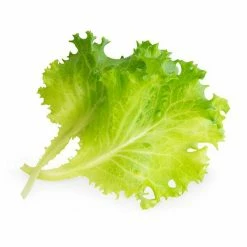 HOME popular shop -HOME popular shop VG VLIN L5 LAI01B Veritable Organic Butterhead Lettuce Lingot 1