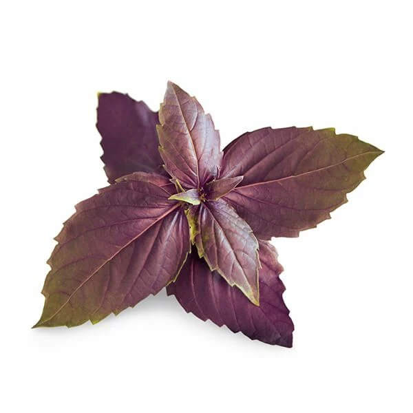 Flash Sale ๐ Veritable Organic Purple Basil Lingot ๐ 4 Flash Sale ๐ Veritable Organic Purple Basil Lingot ๐ - Image 2